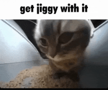 a close up of a cat eating food with the words `` get jiggy with it '' written on the bottom .