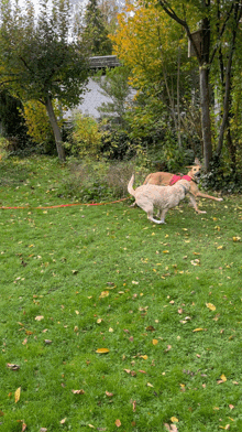 a couple of dogs running in a grassy area