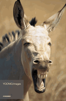 a close up of a donkey making a funny face by yooniq images