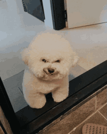 a small white dog is standing in a doorway and looking at the camera