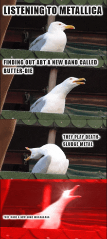 a seagull says listening to metallica finding out abt a new band called butter-die