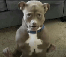 a dog wearing a blue collar is sitting on the floor