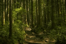 a path through a lush green forest with trees and ferns