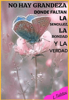 a picture of a butterfly on a flower with the words no hay grandeza donde faltan la sencillaz la bondad y la verdad