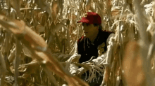 a man wearing a red baseball cap with the letter l on it is sitting in a corn field .