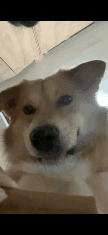 a close up of a dog 's face with its tongue out