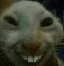 a close up of a cat 's face with a big smile on it 's face .