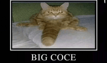 a cat with a long tail is laying on a bed with the words `` big coce '' below it .