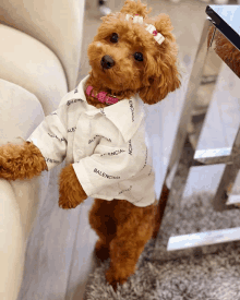 a small brown dog wearing a white shirt that says balenciaga on it