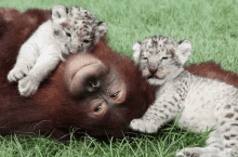 a monkey and two cubs laying in the grass together