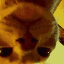 a close up of a cat 's face with its eyes closed and a yellow background .