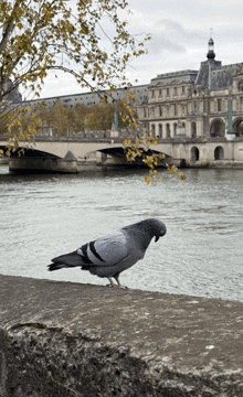 a pigeon standing on a ledge near a river