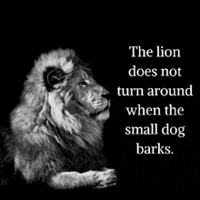 a black and white photo of a lion with a quote about the lion not turning around when the small dog barks .