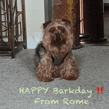 a picture of a dog with the words happy barkday from rome on it