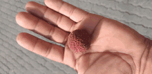 a person is holding a small red fruit in their palm