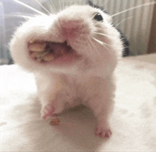 a close up of a hamster with its mouth open and food in it 's mouth