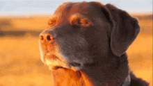 a brown dog with its eyes closed is standing in a field .