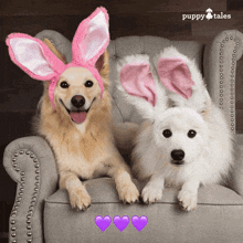 two dogs wearing pink and white bunny ears are sitting on a couch with puppy tales written in the background