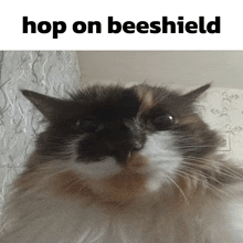 a picture of a cat with the caption hop on beeshield above it