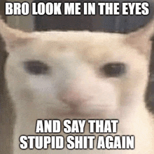 a white cat with a meme on it that says bro look me in the eyes and say that stupid shit again .