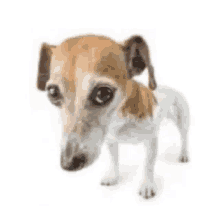 a small brown and white dog is standing on a white surface and looking at the camera .