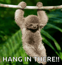 a sloth hanging from a tree branch with the words hang in there