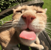 a close up of a cat 's face with its tongue sticking out