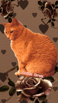 a picture of an orange cat with the name anita cruz