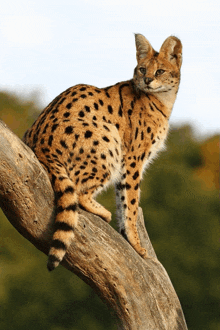 a cat sitting on top of a tree branch looking at the camera