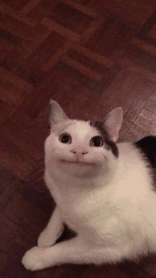 a black and white cat laying on a wooden floor looking up