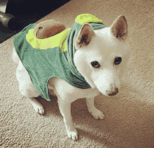 a white dog is wearing a green and yellow turtle costume