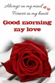 a red rose with the words `` always on my mind forever in my heart good morning my love '' .