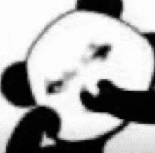 a black and white photo of a panda covering its mouth with its hand .