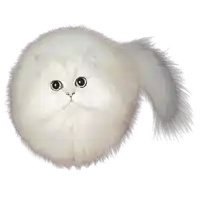 a white cat with a long fluffy tail is sitting on a white background .