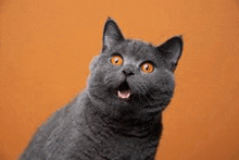 a close up of a gray cat with orange eyes looking up at the camera .