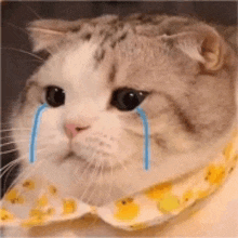 a cat with tears coming out of its eyes is wearing a bib .