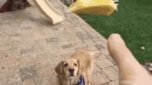 a dog is standing in front of a slide while a person throws a bag of food at it .