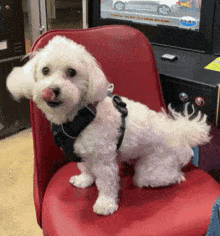 a small white dog is sitting on a red chair in front of an arcade machine that says " coach play to win again "