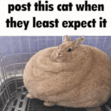 a picture of a very fat rabbit with the caption post this cat when they least expect it