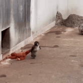 a monkey is holding a stuffed animal in its hands