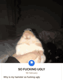 a person holding a hamster with the words so fucking ugly why is my hamster so fucking ugly below it