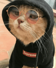 a cat wearing sunglasses and a black supreme hoodie