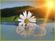 a daisy and a heart are reflected in a body of water