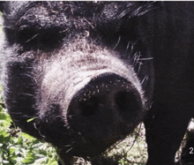 a close up of a pig 's nose with the number 2 on the bottom