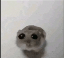 a close up of a hamster with big black eyes on a white background .