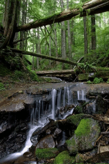 a small waterfall in the middle of a forest with moss covered rocks