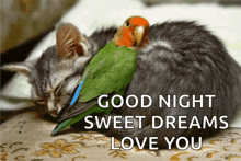 a picture of a cat and a parrot with the words good night sweet dreams love you