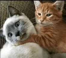 two cats are sitting next to each other on a couch .