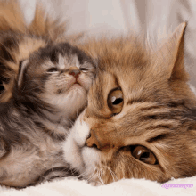 a cat and a kitten are laying on a blanket and the kitten is looking up at the cat