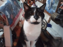 a black and white cat is sitting in a room